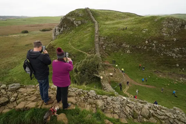 درخت افتاده