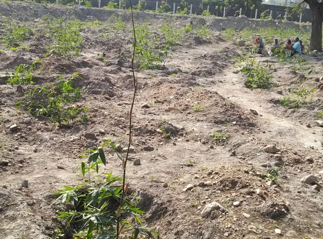 सुरुवातीच्या टप्प्यातील लागवड