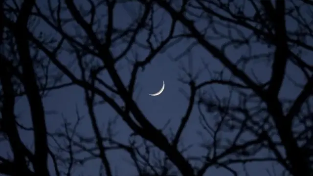 قمر هلال يظهر بين أغصان شجر