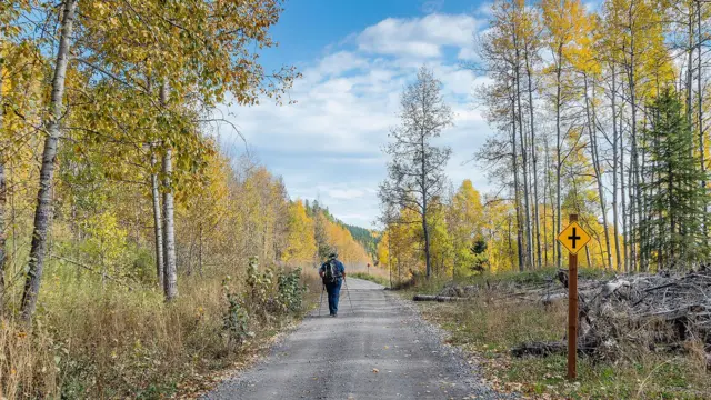 노란색으로 물든 숲길을 한 사람이 걷고 있다