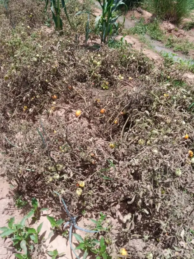 Na so most tomato farms dey at dis time