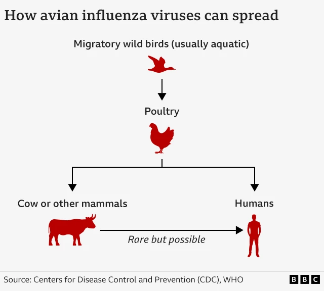 A graphic showing how avian influenza viruses can spread in to other mammal species including humans 