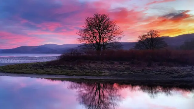 A pink and purple toned sky over black trees on the banks of a beach.