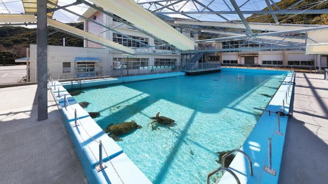 Escuela convertida en acuario en Japón: la piscina al aire libre con animales locales como tortugas marinas y tiburones.