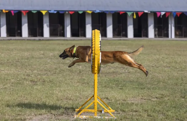 नेपाल प्रहरीको तालिमप्राप्त कुकुर। तिहारमा नेपाल प्रहरीले कुकुर तिहारको दिन विशेष प्रदर्शनी गर्ने गर्छ। यो तस्बिरमा एउटा प्रहरी कुकुरले टायर राखेर तयार पारिएको एउटा अवरोध उडेर पार गरिरहेको देख्न सकिन्छ।