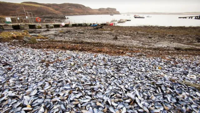 Раковины мидий на Скае.