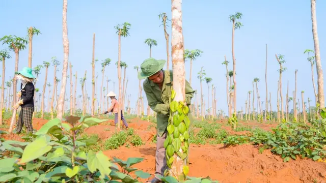 Trang trại hồ tiêu trên bãi mìn xưa ở Quảng Trị