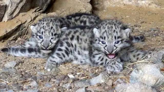 برفانی تیندوا