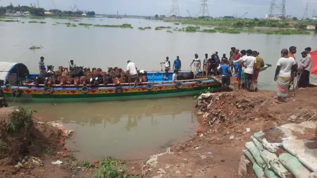 ট্রলারে করে গরু আনছেন বিক্রেতারা