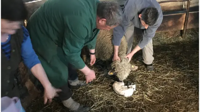 ovca, Jagnjenje u visočkom selu Dojkinci