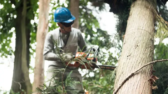 દરેક પ્રોજેક્ટમાં ઓછામાં ઓછા વૃક્ષો કપાયાંના સરકારના દાવામાં કેટલું સત્ય?