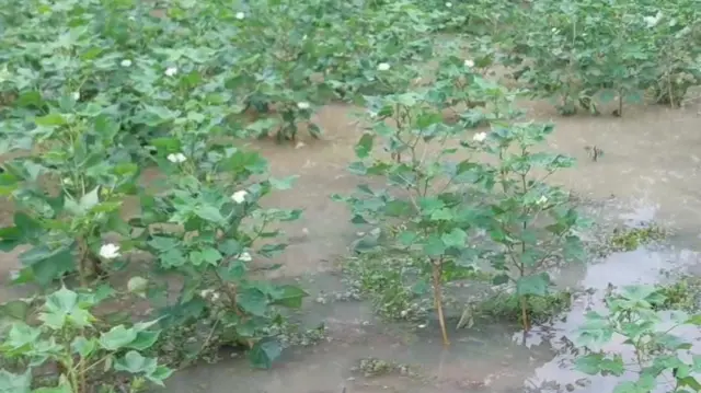 పత్తి చేను