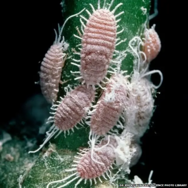 सेक्सी पौधे की मदद से वैज्ञानिक कोटोनेट नामक प्रकार के कीड़े को नियंत्रित करने पर काम कर हैं, ये कीड़े खट्टे फलों को नुकसान पहुंचाते हैं.