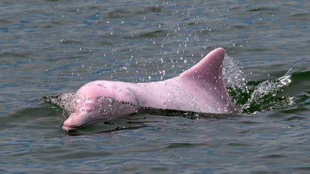 Они не уйдут в открытое море. Кто спасет розовых дельфинов Гонконга? - BBC  News Русская служба