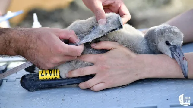 фламінго дитинча 