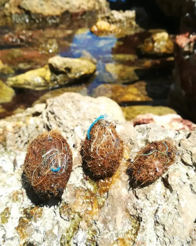The densely packed seagrass strands in Neptune balls trap bits of plastic from the sea 