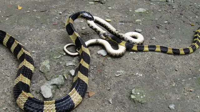 కట్ల పాము