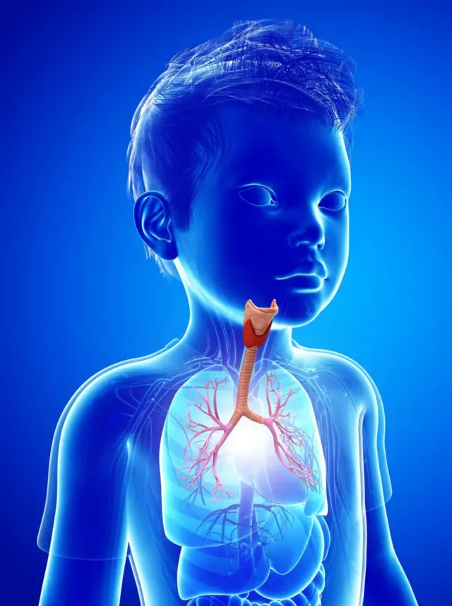 థైరాయిడ్