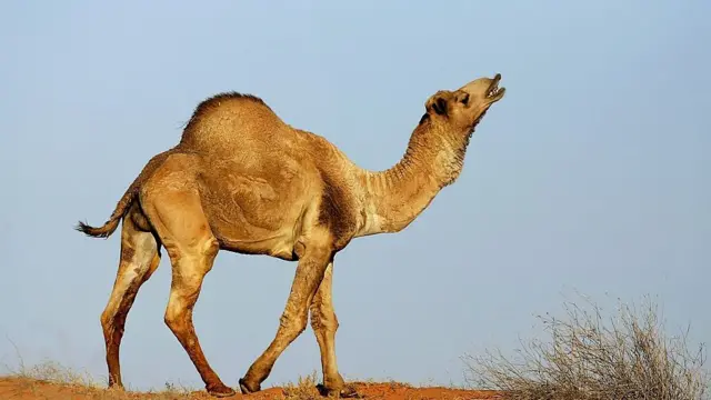 ઊંટની તસવીર