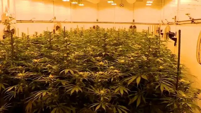 thailand, ganja, marijuana