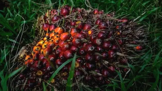 ताड़ के तेलके बीज