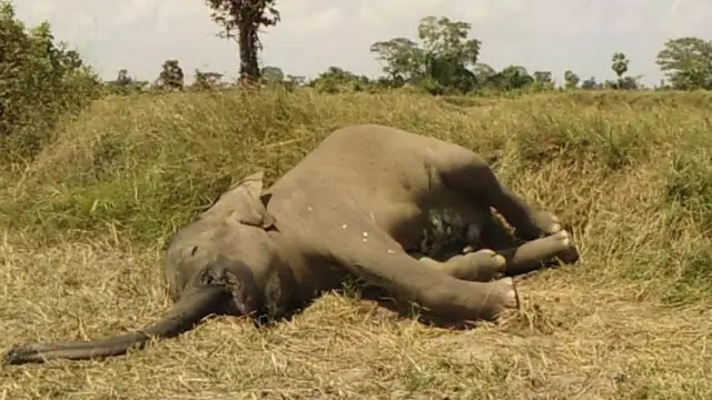 இறந்துகிடக்கும் யானை