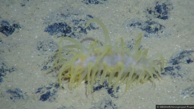 Lokacije tri glava tipa morskih mineralnih naslaga, polimetalni noduli su označeni plavom bojom