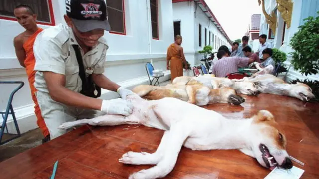 การทำหมันสุนัขในวัดแห่งหนึ่งในกรุงเทพฯ