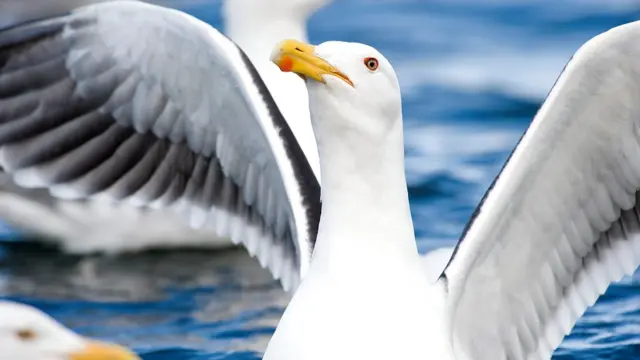 Gaviota de cerca para que se vea el punto rojo en el pico