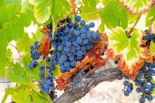 रेड वाईनसाठी वापरल्या जाणारी द्राक्षं. दक्षिण फ्रान्समधला फोटो. 