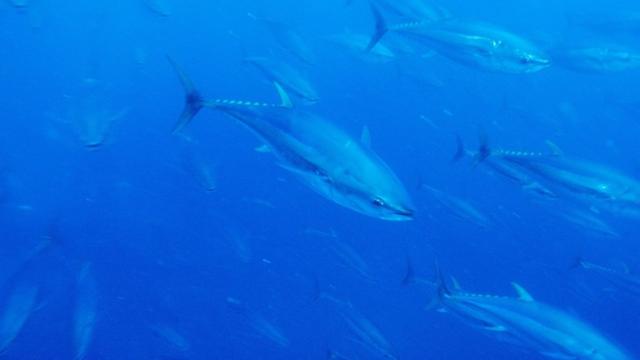 World Oceans Day: Yellowfin tuna is being overfished says new report - BBC  Newsround