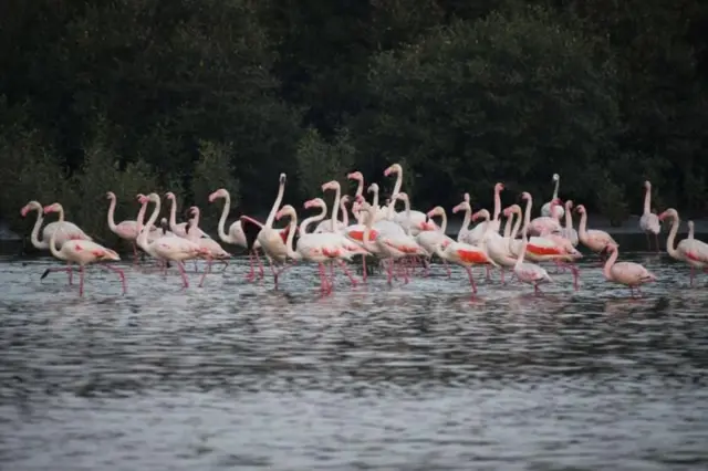 ગણેશચતુર્થી, મુંબઈ, ધર્મ, બીબીસી ગુજરાતી, પીઓપી, ગુજરાત
