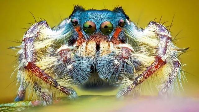 Imagem mostra aranhapoisson betdetalhes