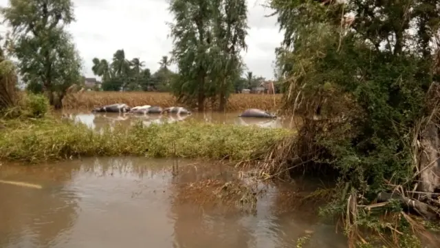 सांगली, कोल्हापूर, पूर