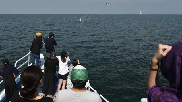 นักท่องเที่ยวดูวาฬบรูด้า ในทะเลอ่าวไทย