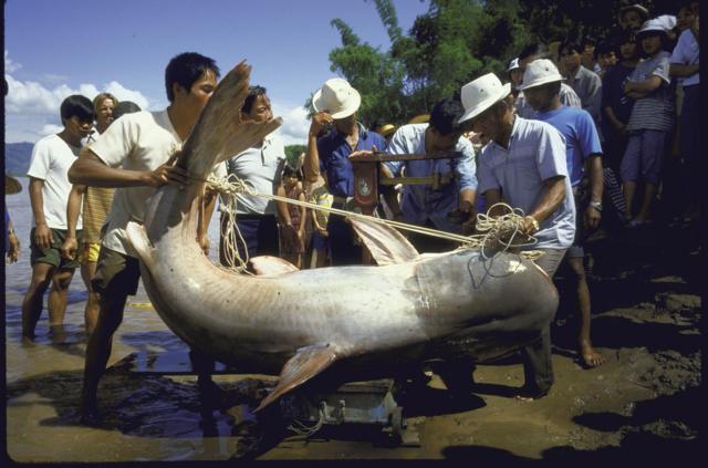 Người dân khiêng một con cá da trơn khổng lồ trên sông Mekong