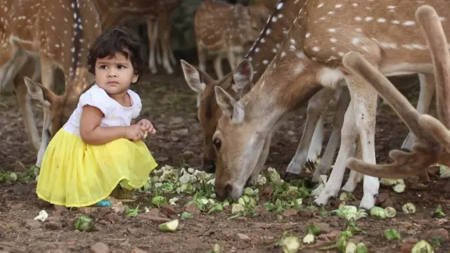 జింకలతో చిన్నారి