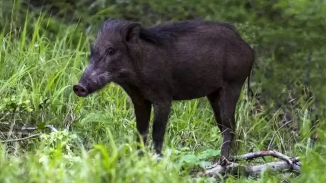 అడవి పందులను నిరోధించడానికి అమర్చిన విద్యుత్ వైర్లలో చిక్కుకుని పులులు కూడా చనిపోతున్నాయి