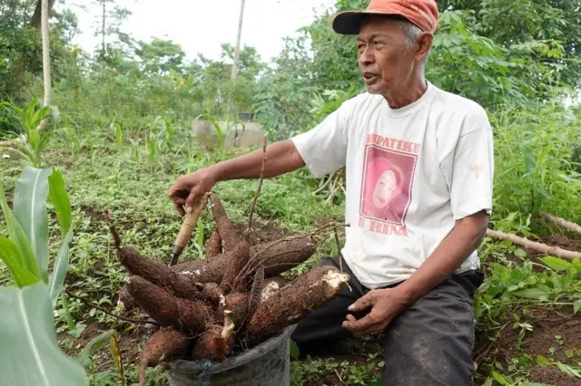 Flora Carita: Singkong