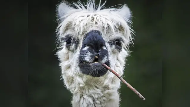 ‘ሽጋራ’ዶ ወይስ መወጽ?’ 