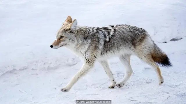 Carol Walker/naturepl.com