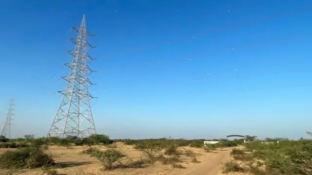 ઘોરાડ, બીબીસી ગુજરાતી 