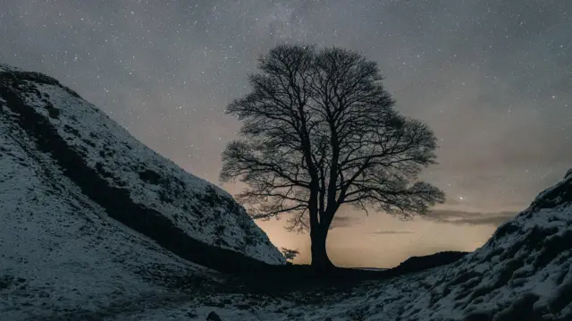 Hoton farko da Ian Sproat ya 'dauki bishiyar