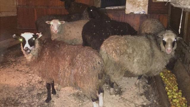 Овцы в подсобном хозяйстве жительницы Леонтьево Нины Федоровны