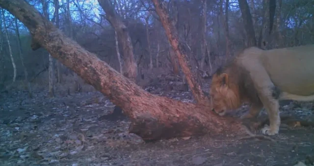 ਗਿਰ ਜੰਗਲ ਦੇ ਸ਼ੇਰ