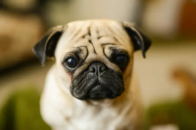 pug