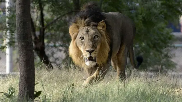 સિંહ