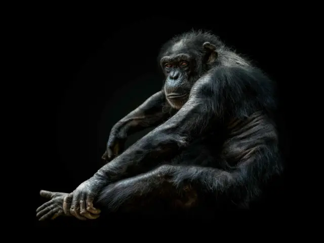 Pedro Jarque Krebs/2022 Sony World Photography Awards