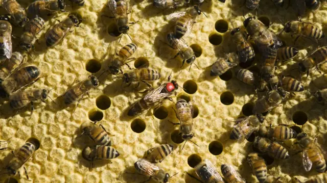 mengapa manusia menua dan mati