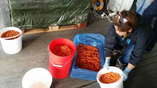 ถังใส่เบอร์รี